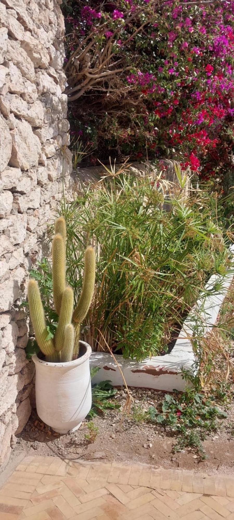 Riad Eucalyptus Есувейра Екстериор снимка
